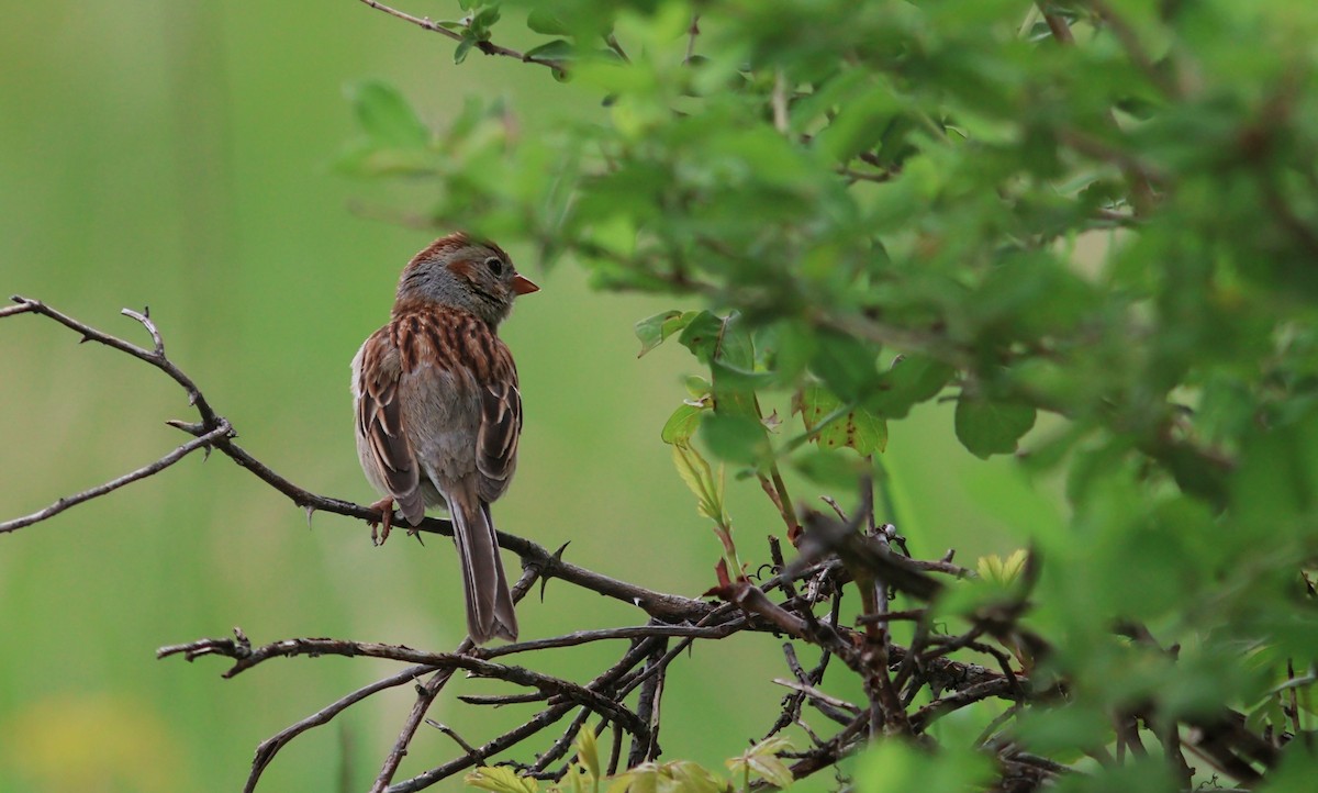 Field Sparrow - ML636690155