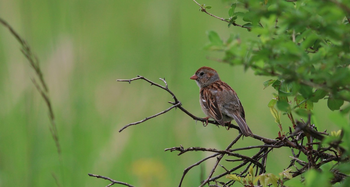 Field Sparrow - ML636690156