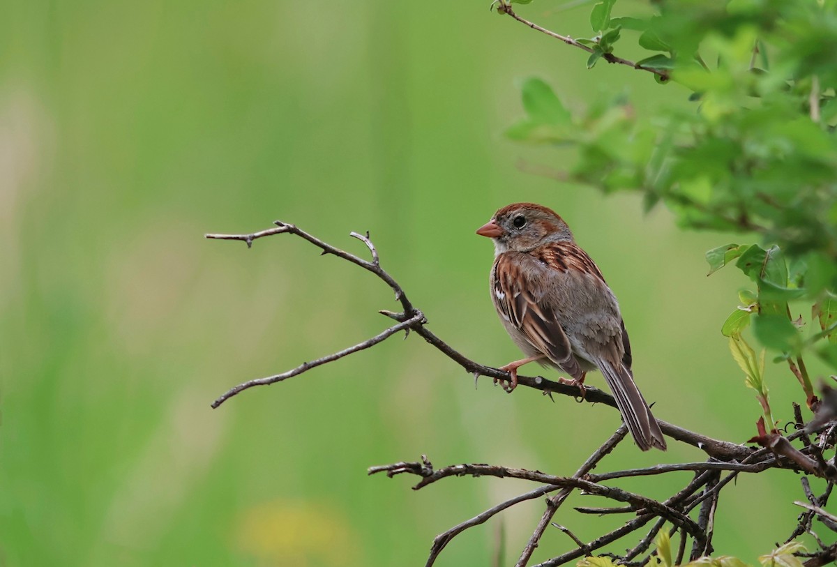 Field Sparrow - ML636690158
