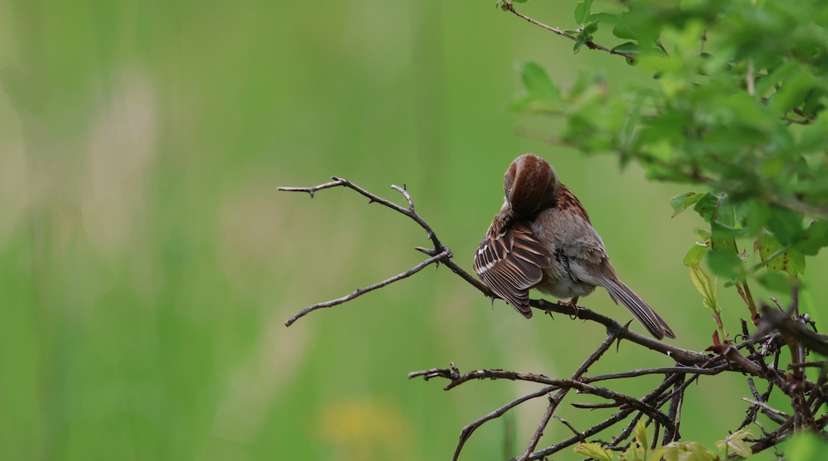 Field Sparrow - ML636690159
