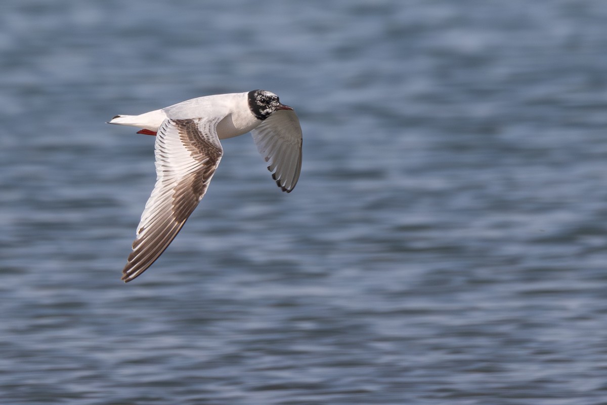 Little Gull - Leo Weiskittel