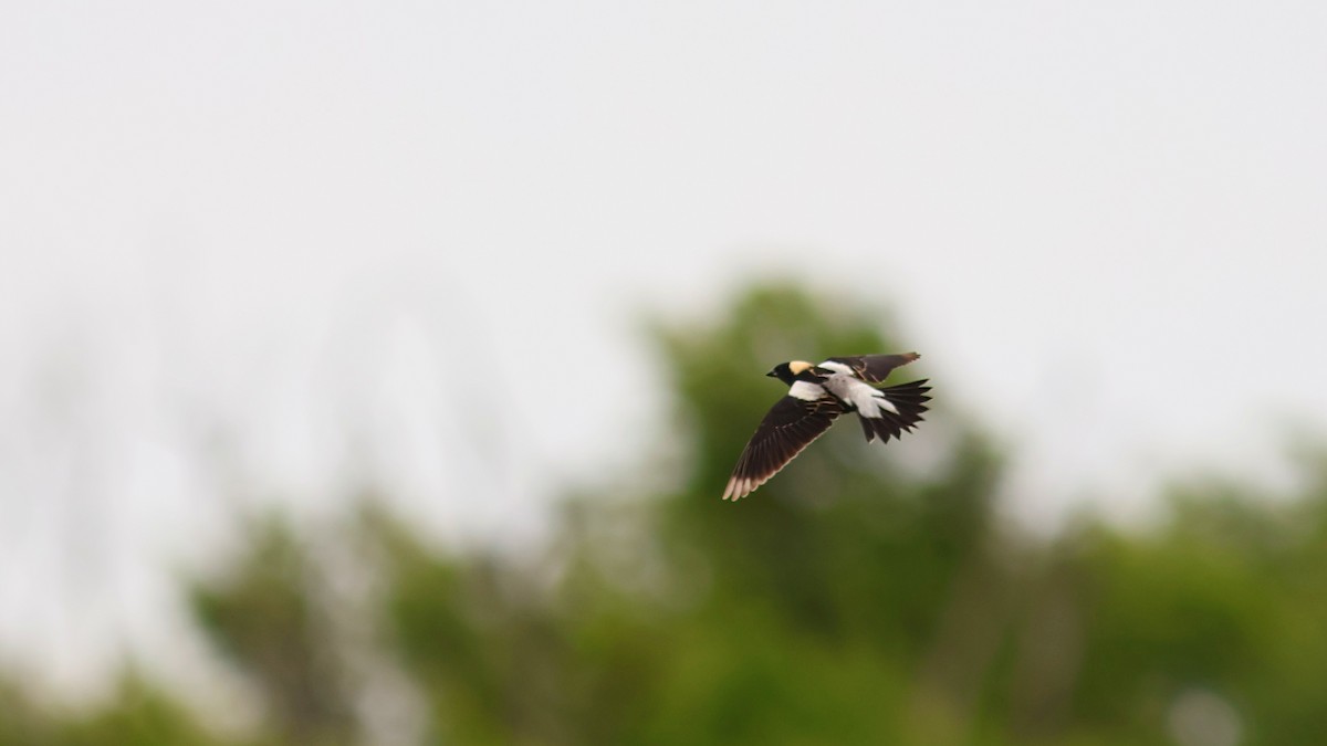 Bobolink - ML636690189