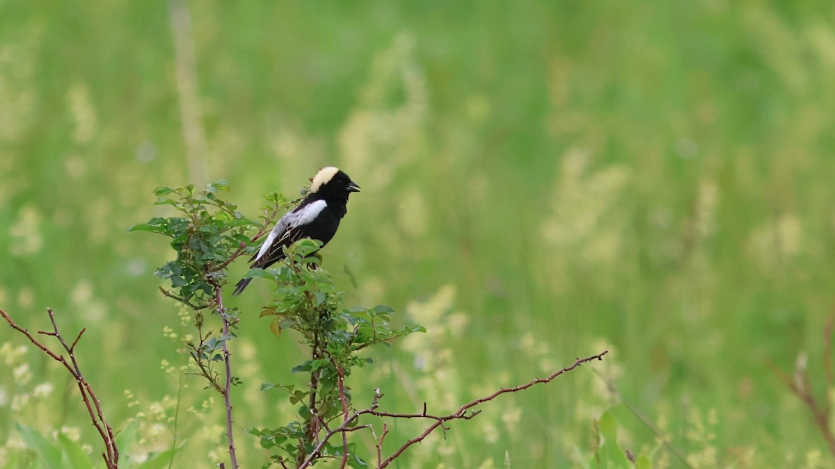 Bobolink - ML636690190