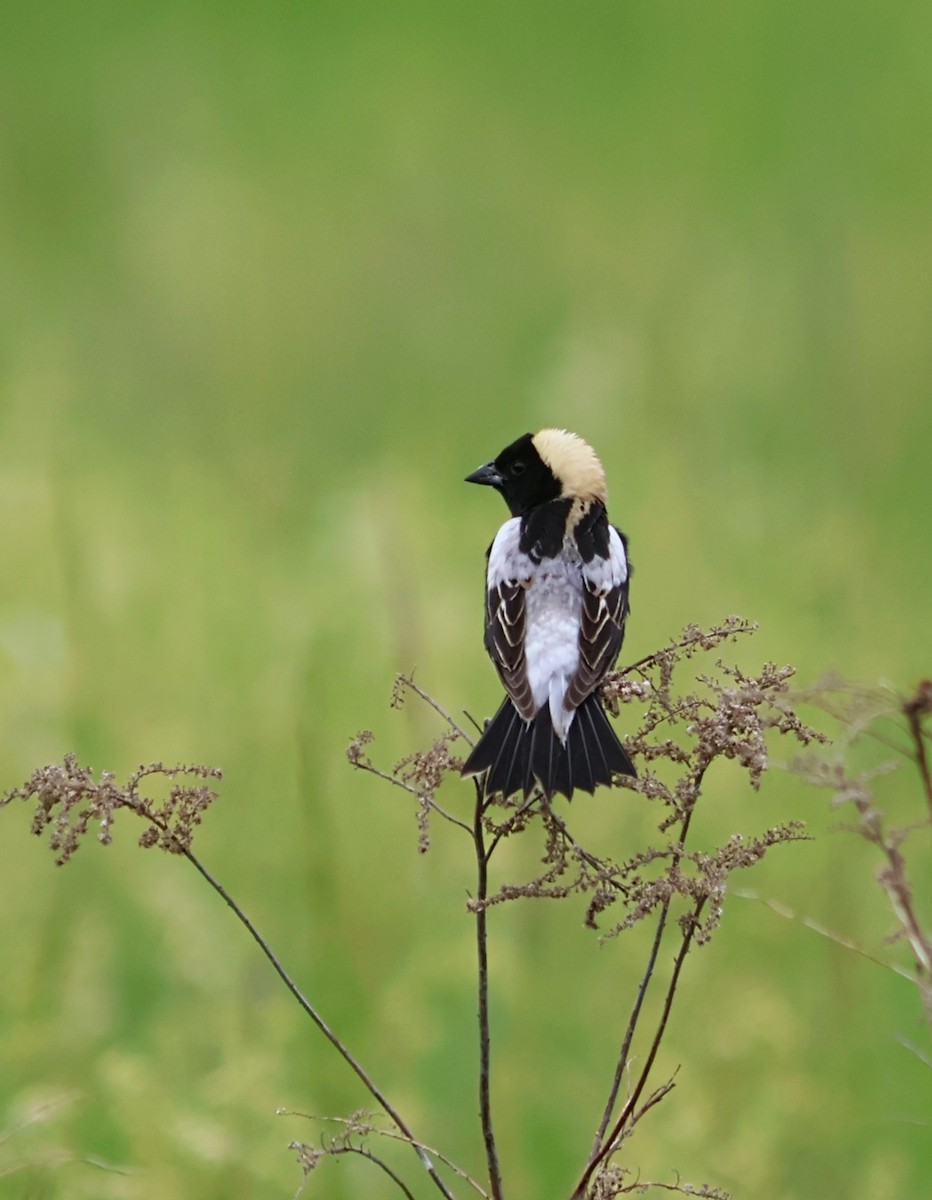Bobolink - ML636690191