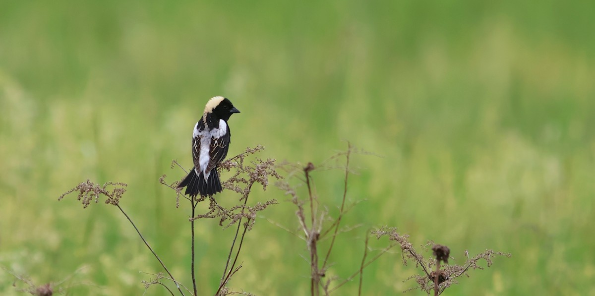 Bobolink - ML636690193