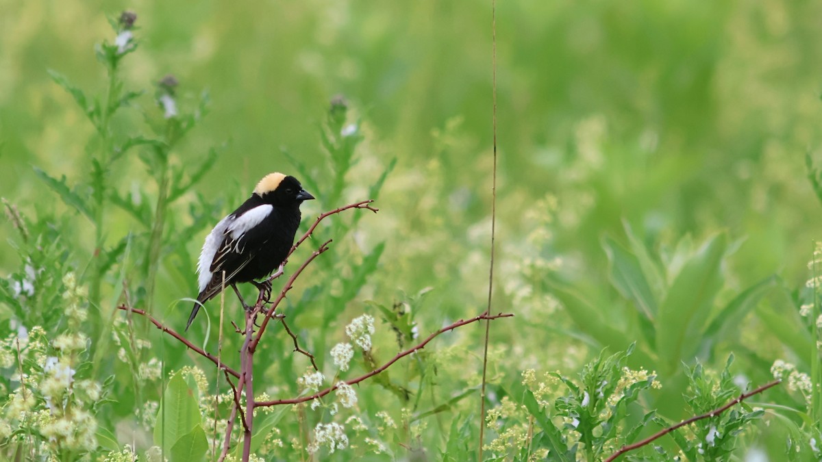 Bobolink - ML636690194