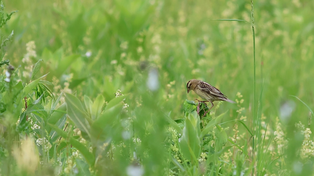 Bobolink - ML636690195