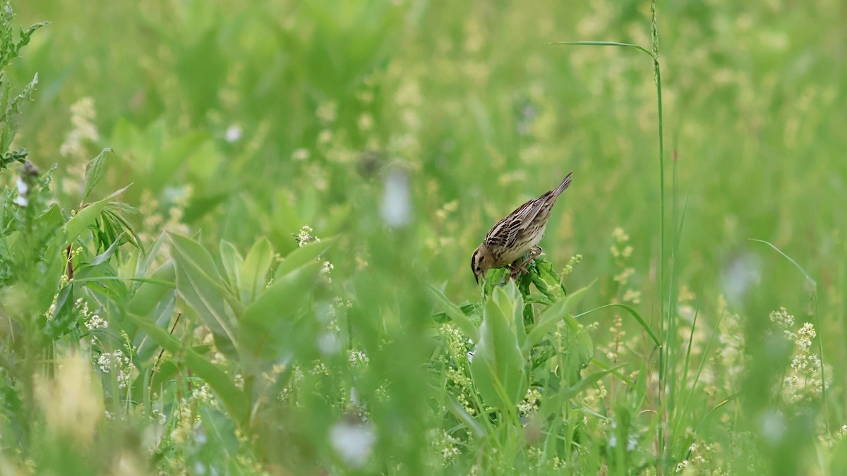Bobolink - ML636690196