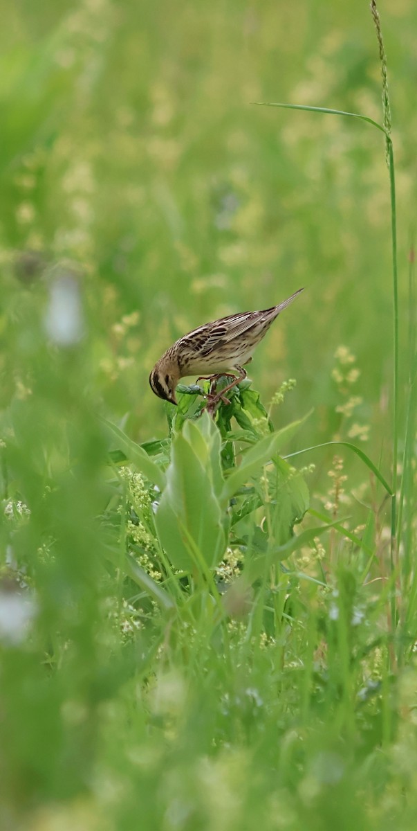 Bobolink - ML636690198