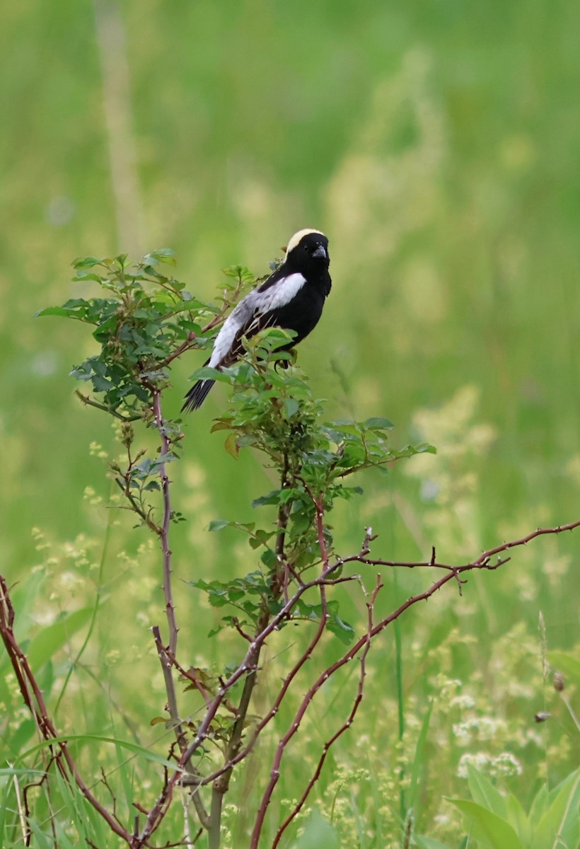 Bobolink - ML636690200