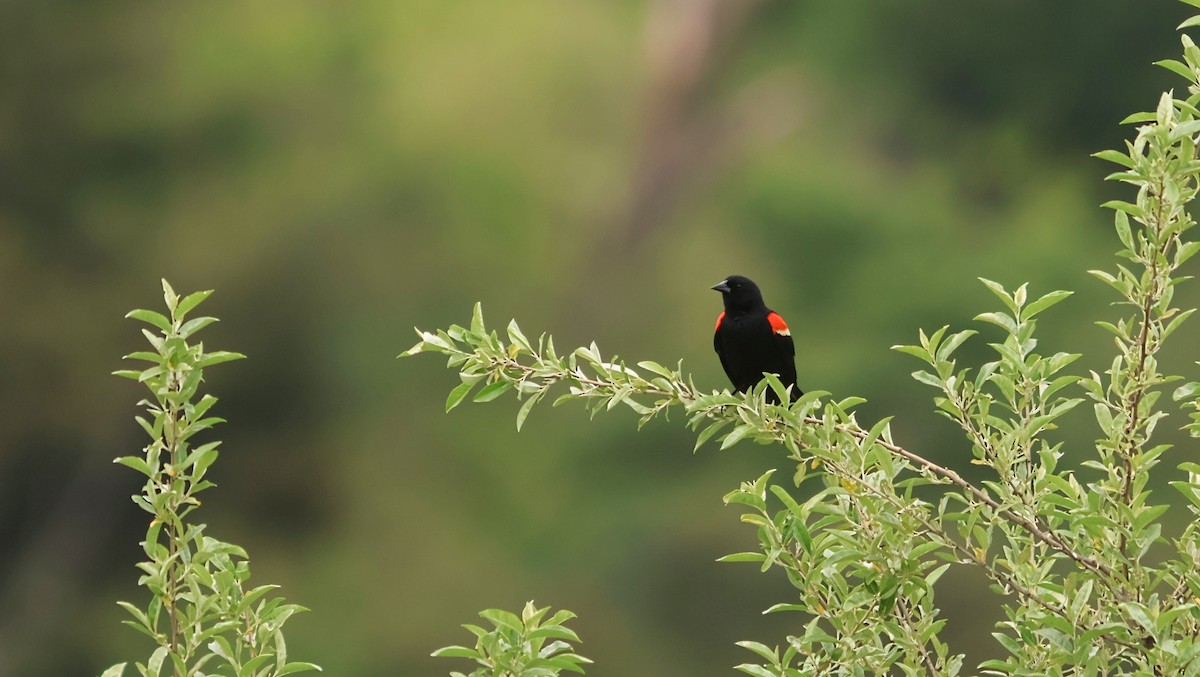 Red-winged Blackbird - ML636690237