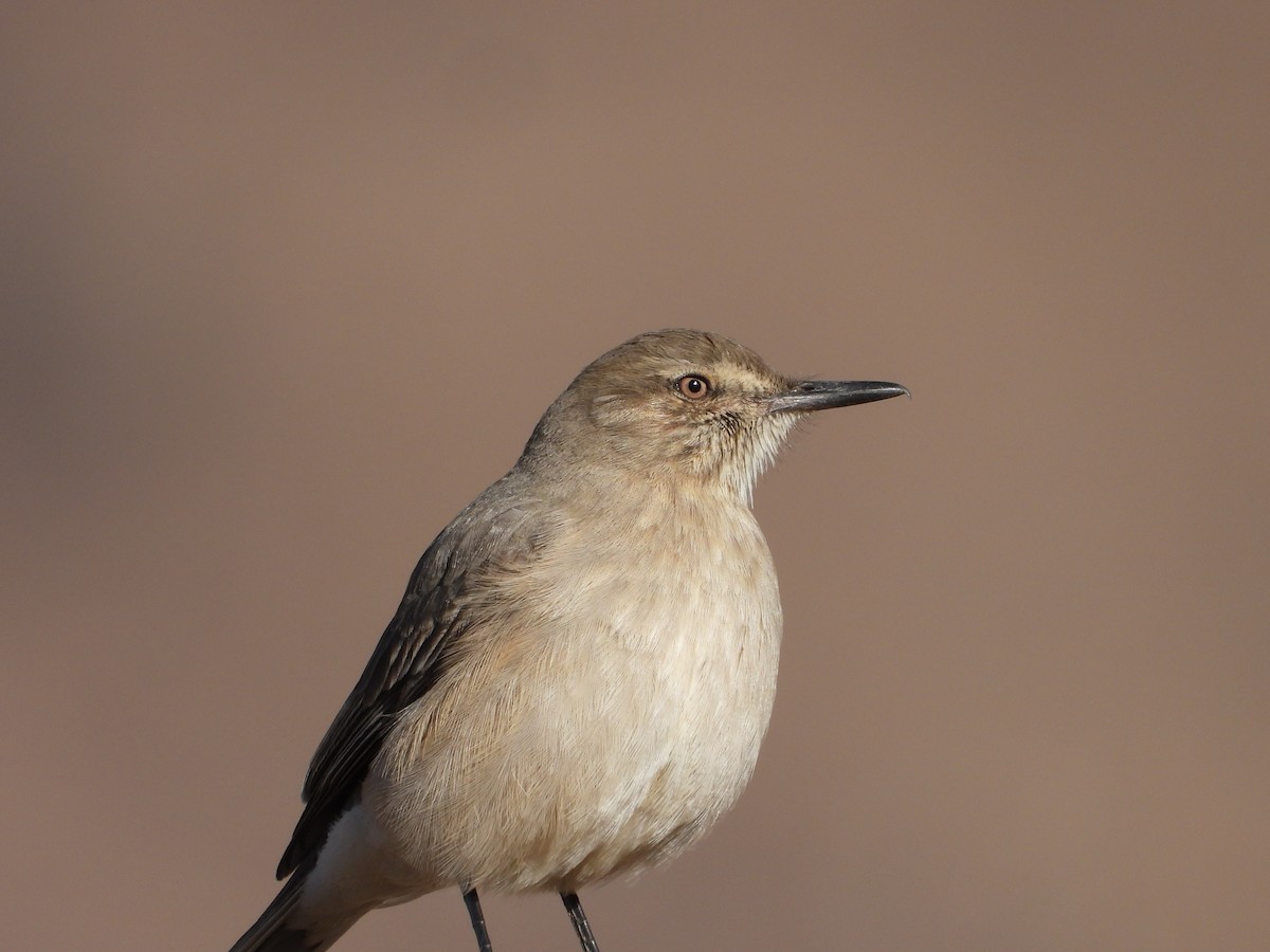 Black-billed Shrike-Tyrant - ML636690245
