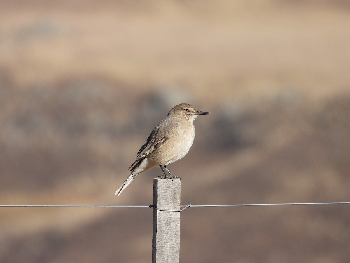 Black-billed Shrike-Tyrant - ML636690297