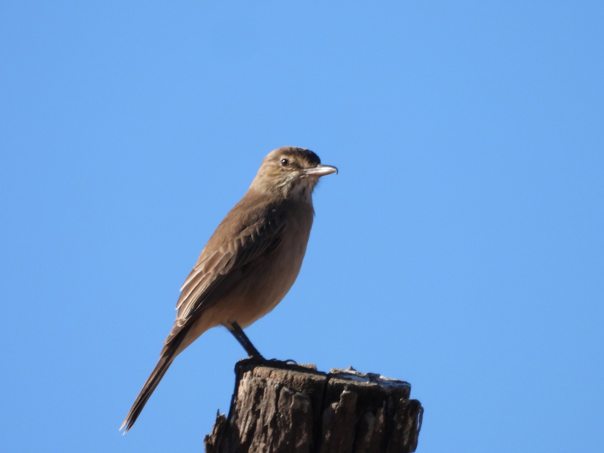 Black-billed Shrike-Tyrant - ML636690334
