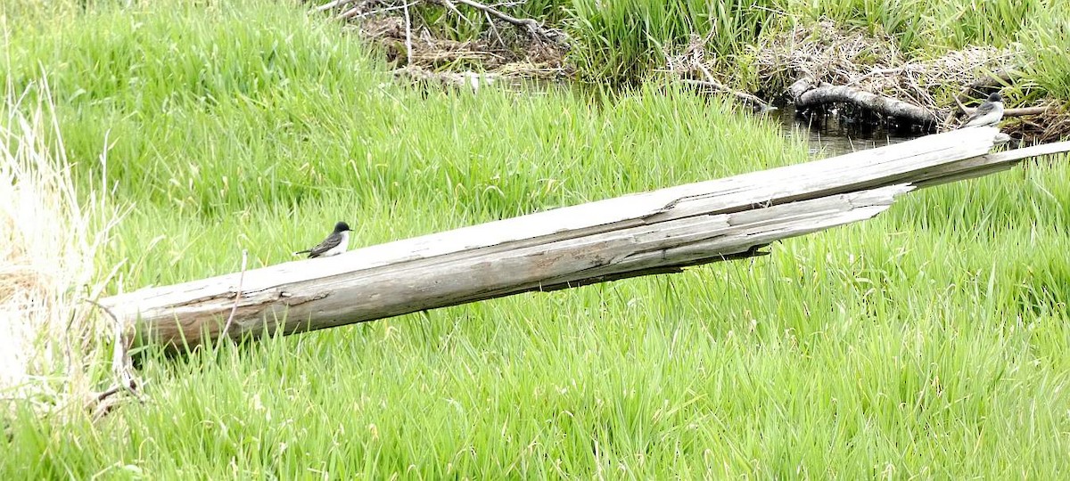 Eastern Kingbird - ML636690335