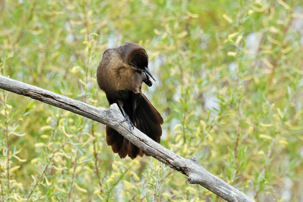 Great-tailed Grackle - ML636690406