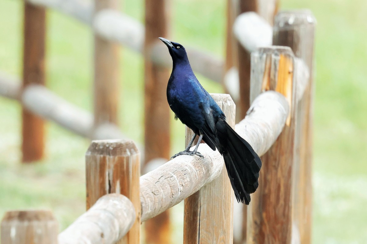 Great-tailed Grackle - ML636690407