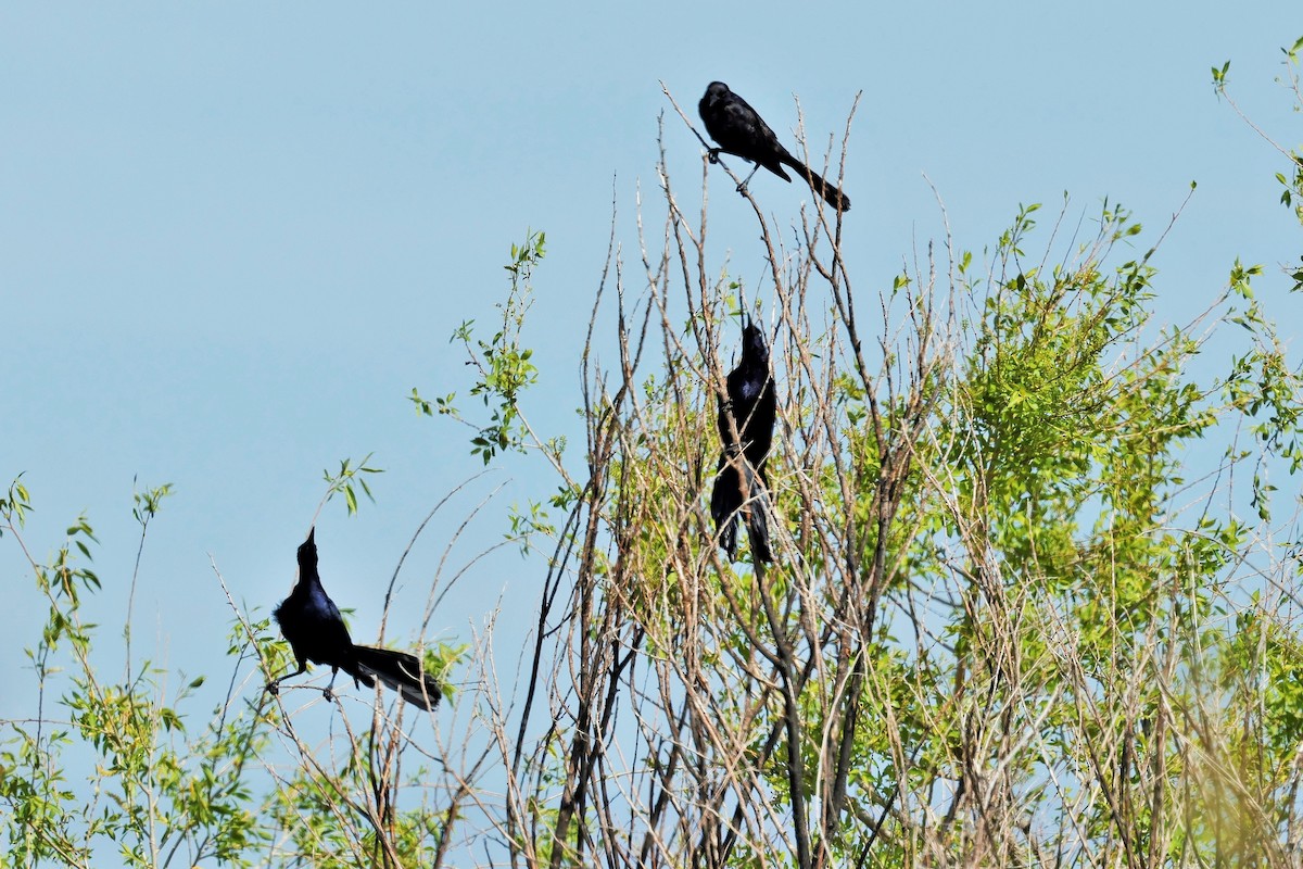 Great-tailed Grackle - ML636690409