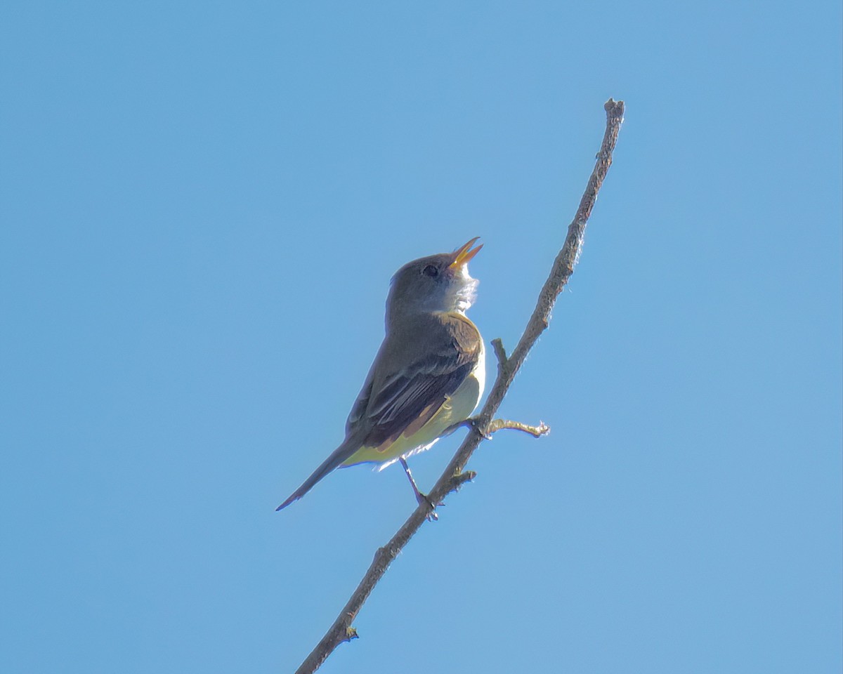Willow Flycatcher - ML636690470
