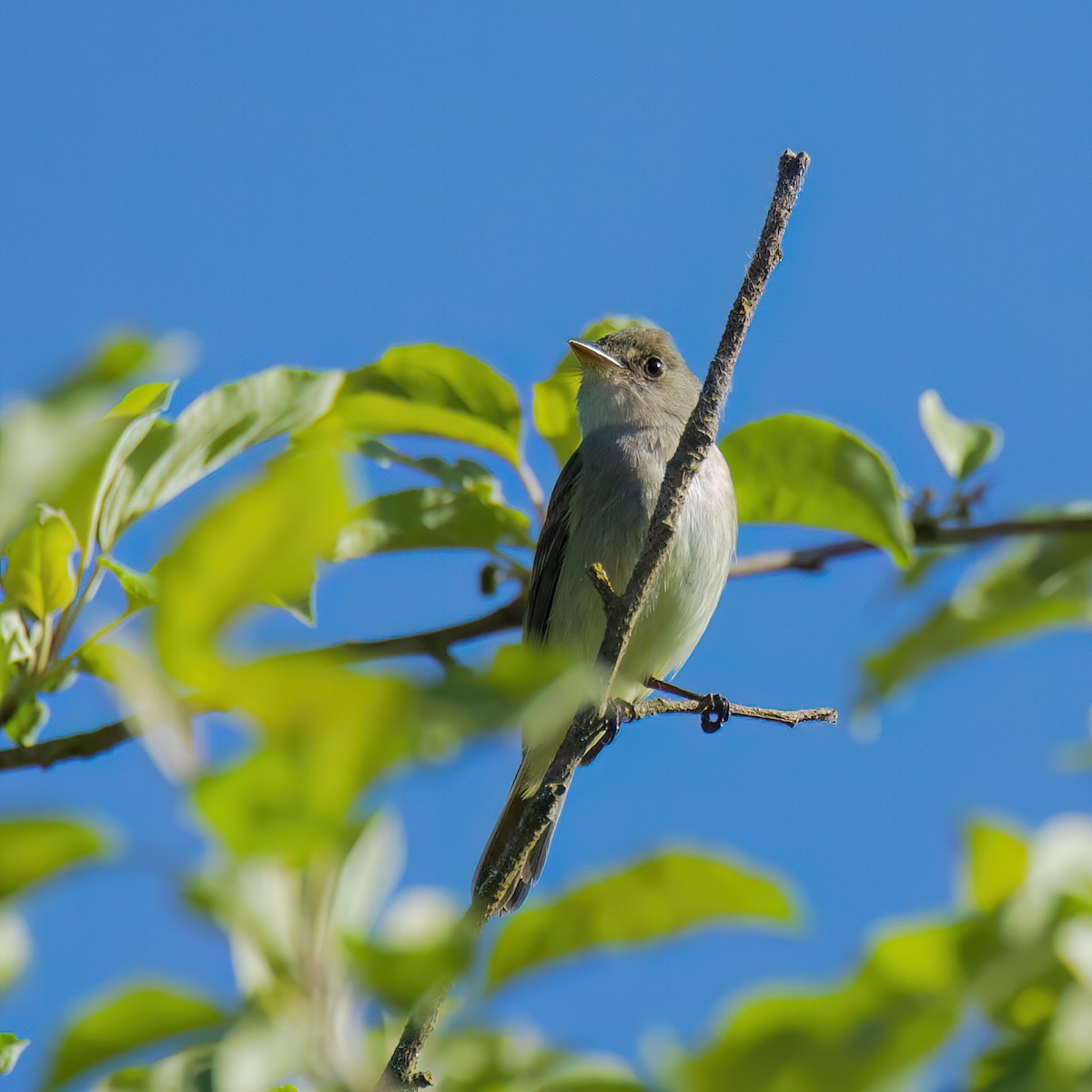 Willow Flycatcher - ML636690485