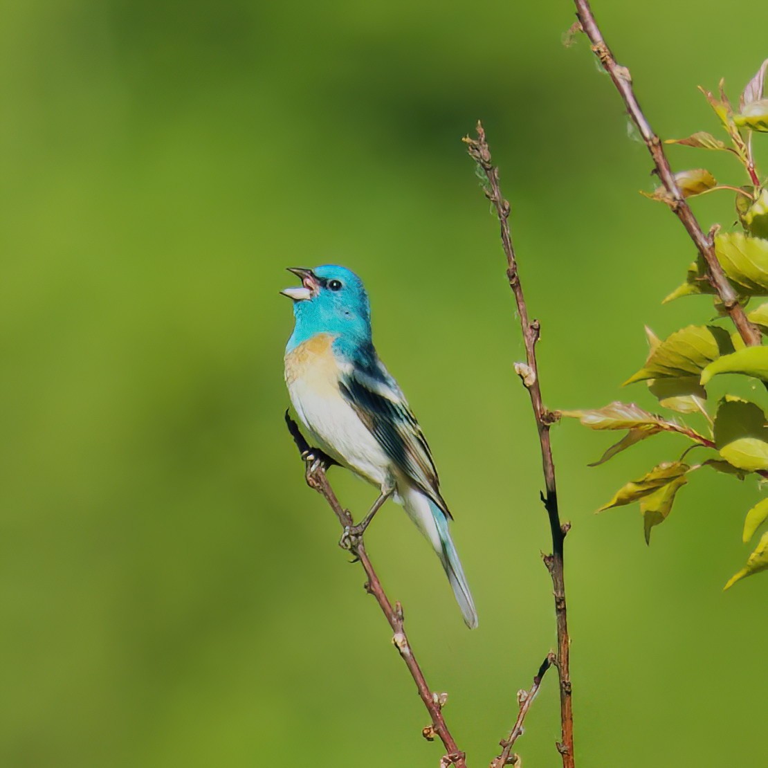 Lazuli Bunting - ML636690551
