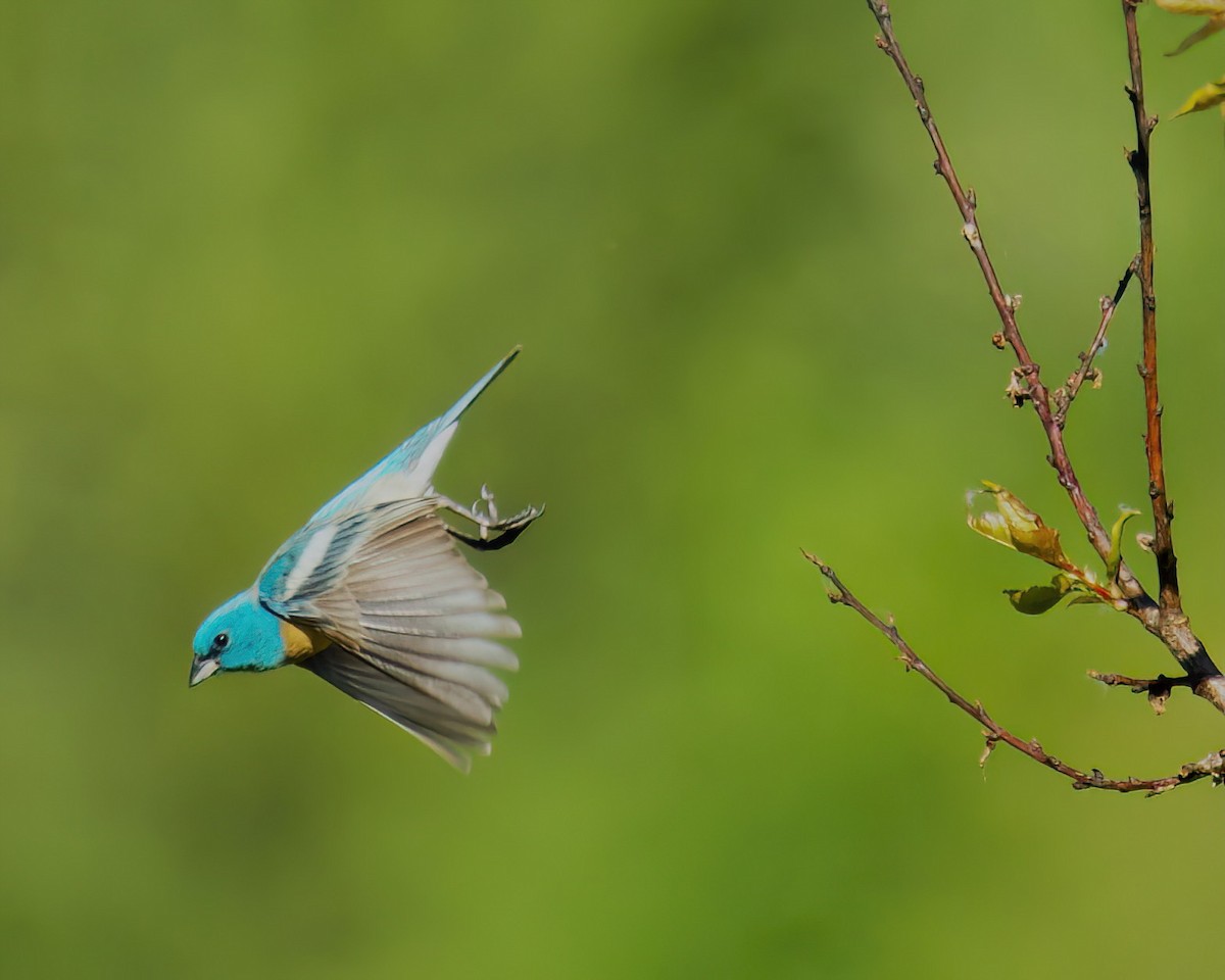Lazuli Bunting - ML636690555