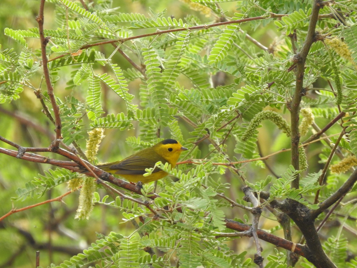 Wilson's Warbler - ML636690716
