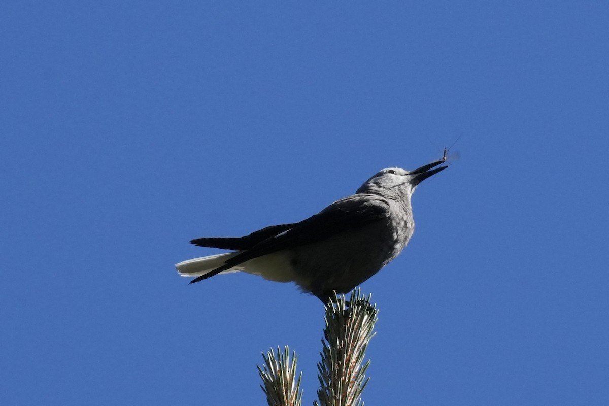 Clark's Nutcracker - ML636690783