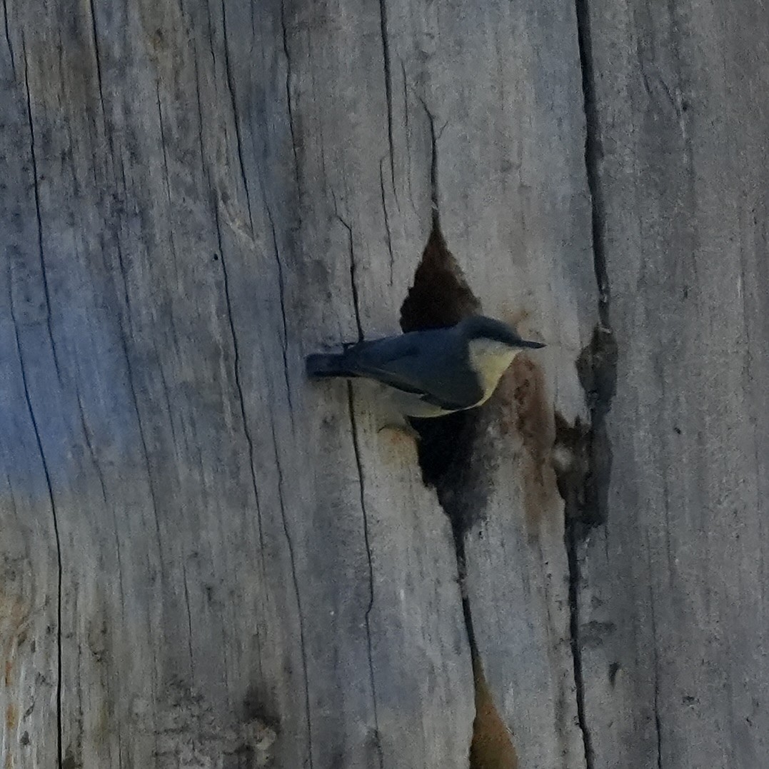 Pygmy Nuthatch - ML636690786
