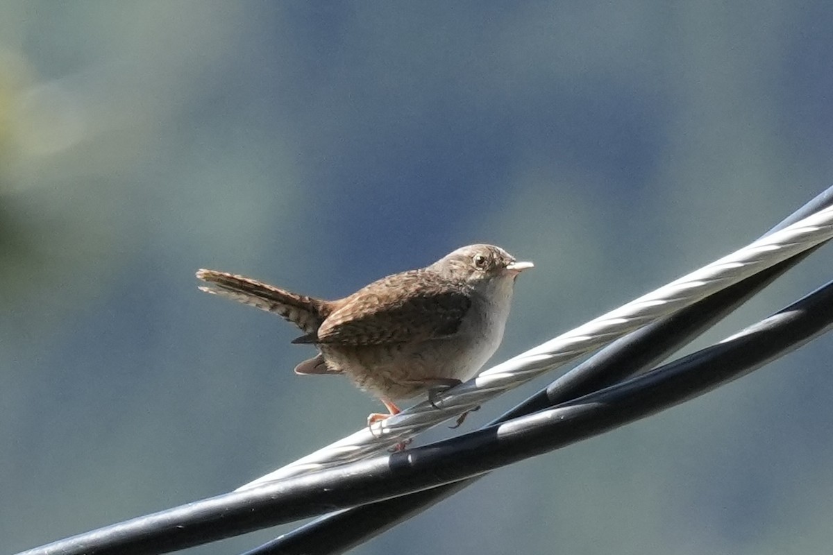 Northern House Wren - ML636690800