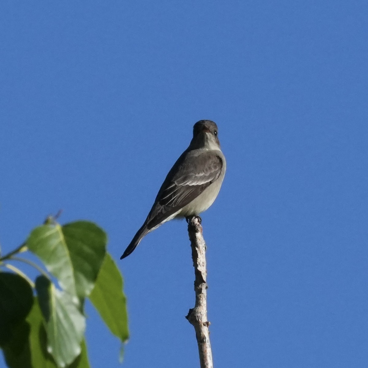 Western Wood-Pewee - ML636690824