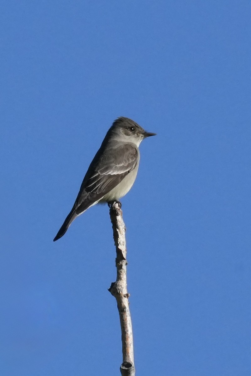 Western Wood-Pewee - ML636690826