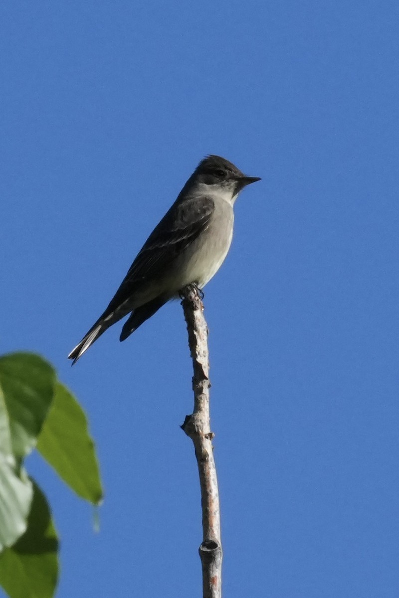 Western Wood-Pewee - ML636690830