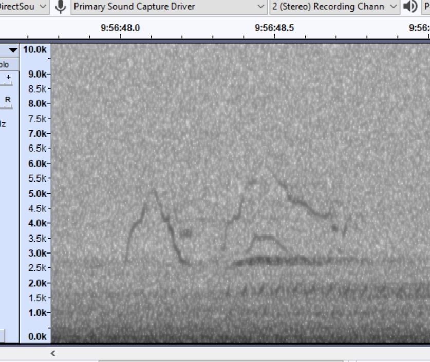 Catharus sp. - ML636690951