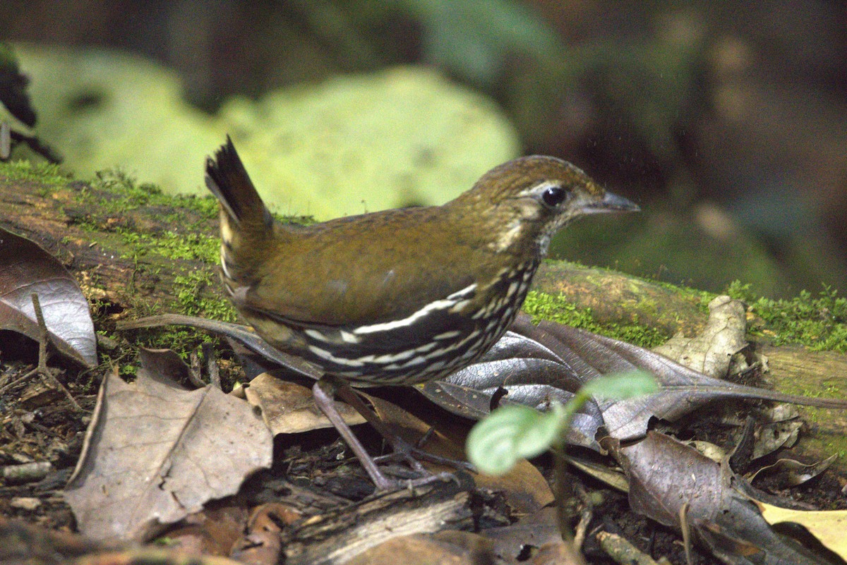 Short-tailed Antthrush - ML636691101
