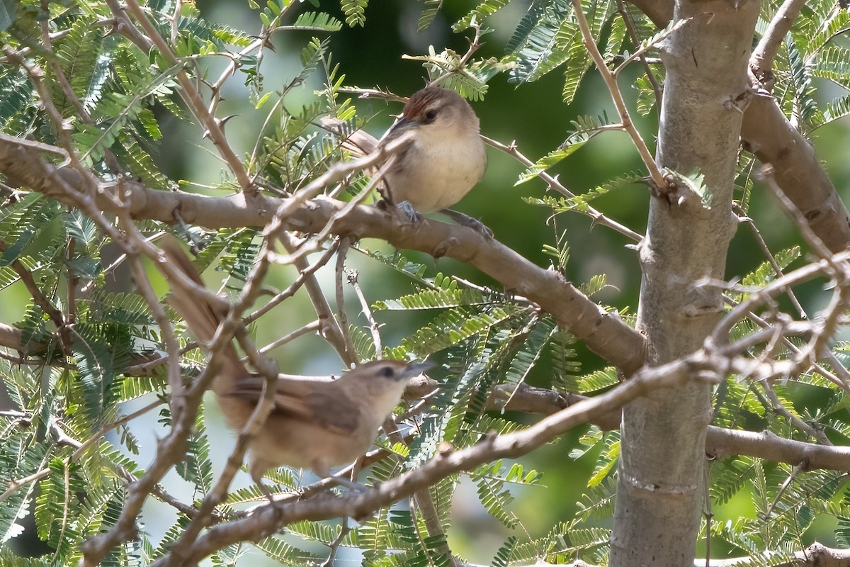 Rufous-fronted Thornbird - ML636691126