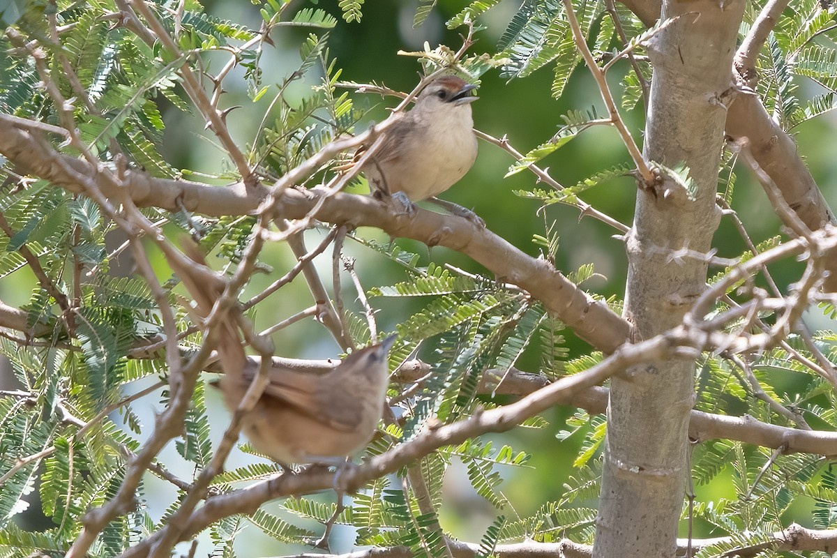Rufous-fronted Thornbird - ML636691127