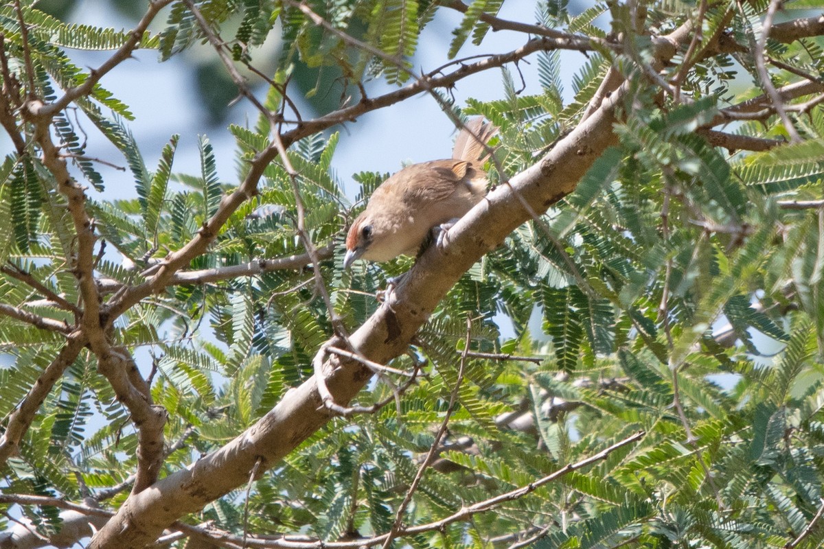 Rufous-fronted Thornbird - ML636691128