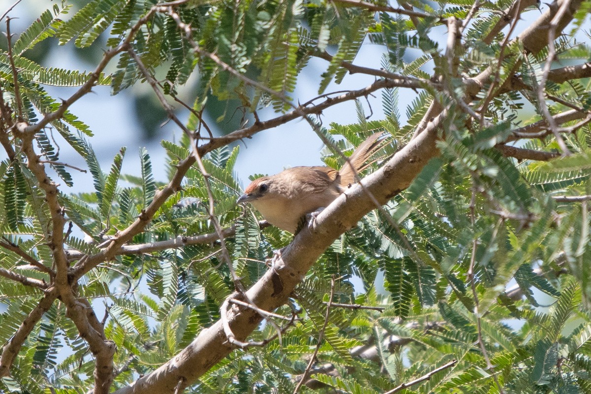Rufous-fronted Thornbird - ML636691129