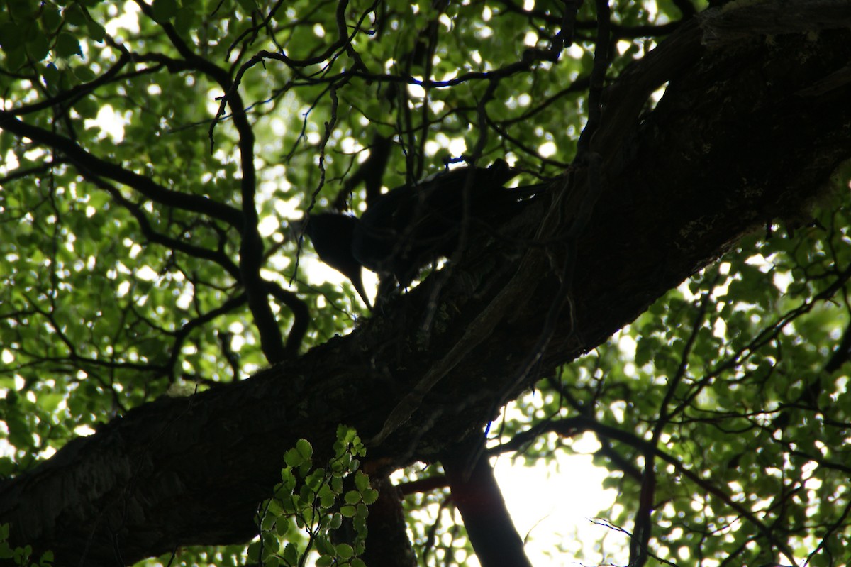 Magellanic Woodpecker - ML636691289