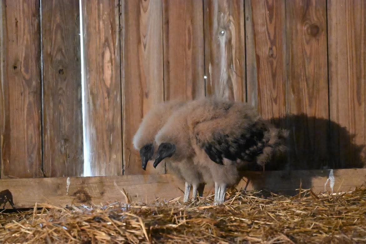 Rabengeier - ML636691335