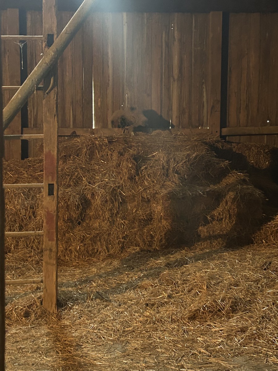 Rabengeier - ML636691336