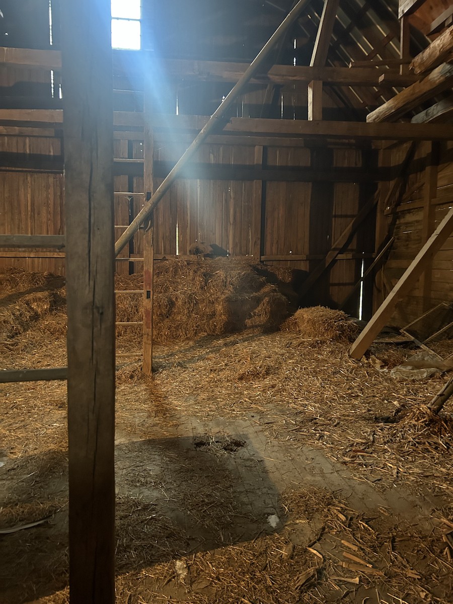 Rabengeier - ML636691337