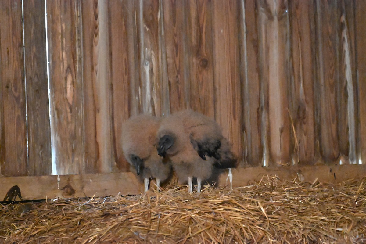 Rabengeier - ML636691338