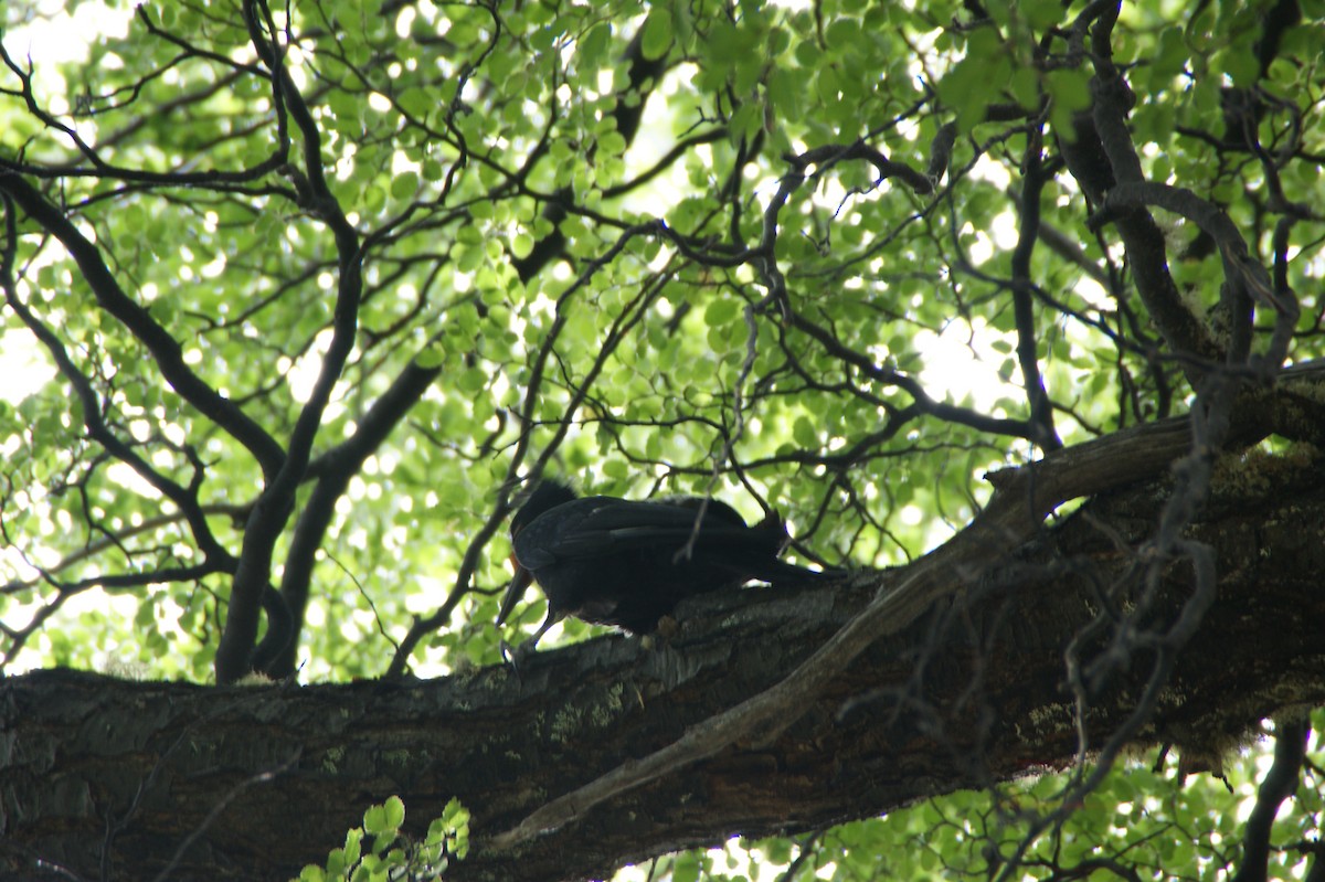 Magellanic Woodpecker - ML636691414