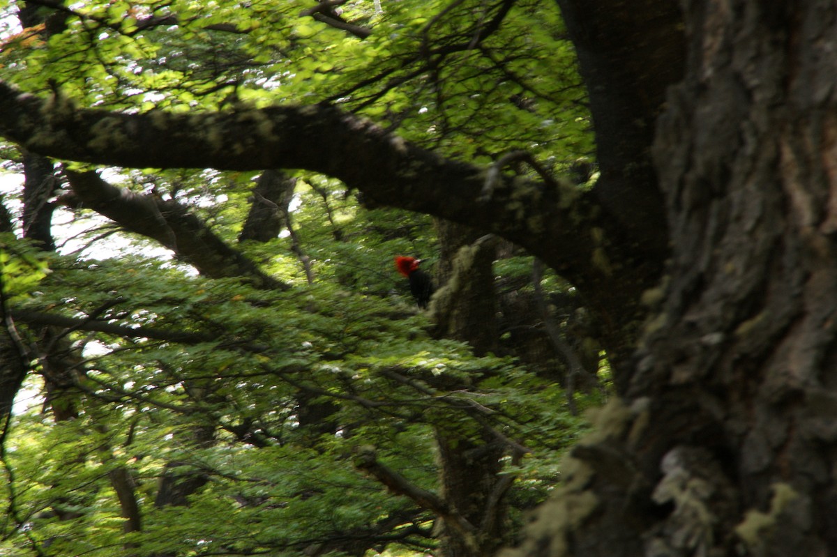 Magellanic Woodpecker - ML636691442