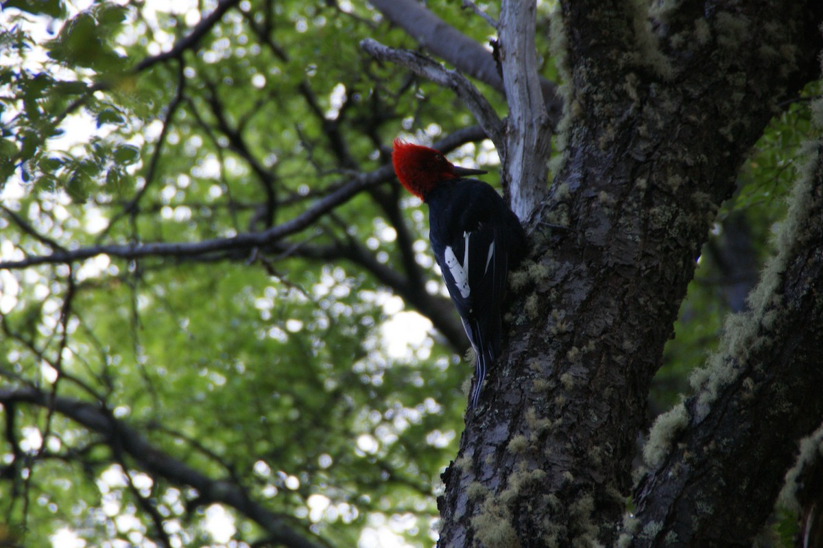 Magellanic Woodpecker - ML636691513