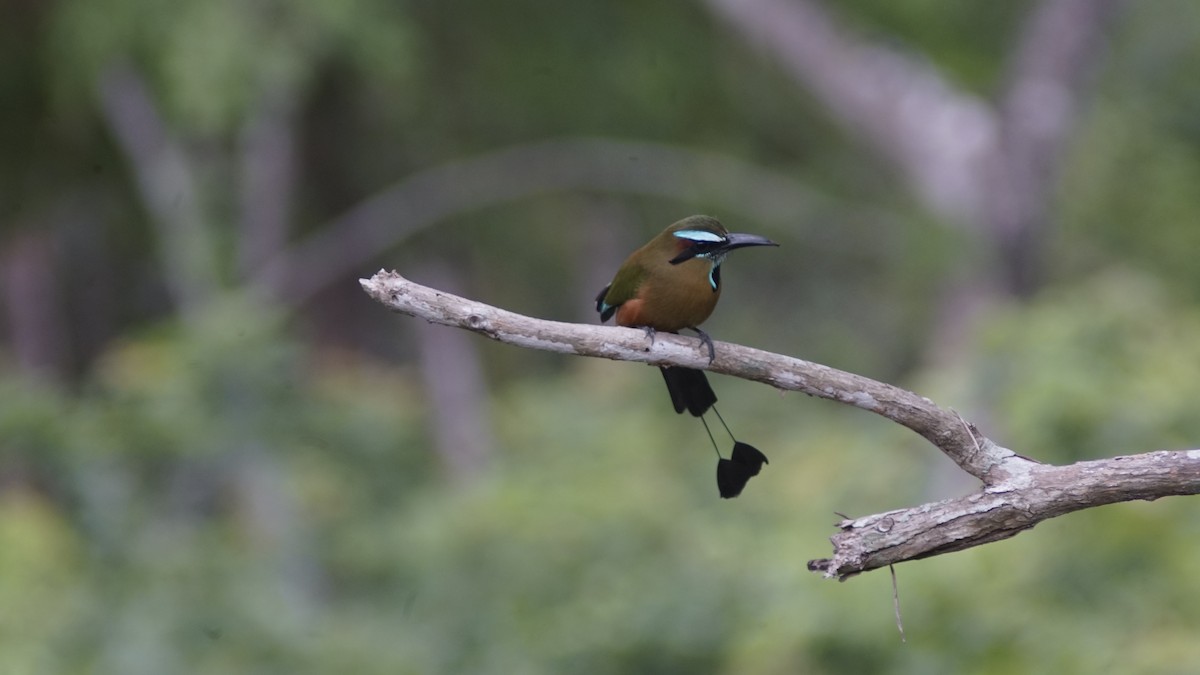 Turquoise-browed Motmot - ML636691520