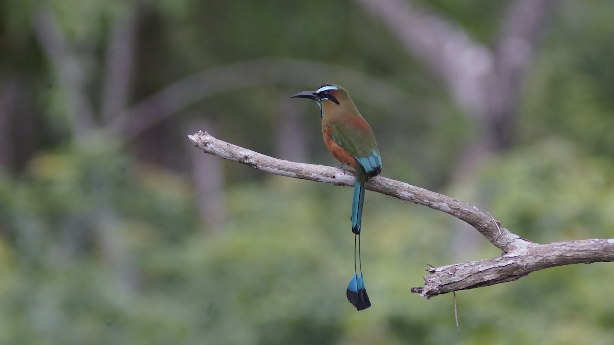 Turquoise-browed Motmot - ML636691522