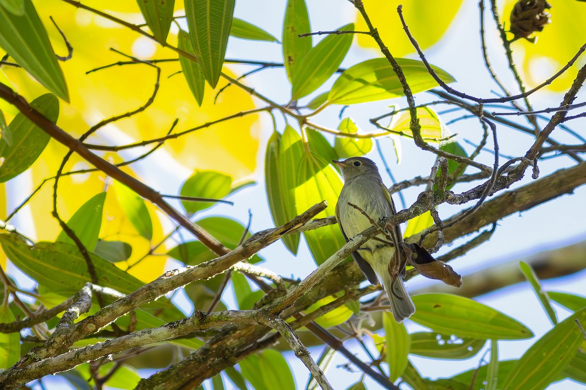 White-crested Elaenia (Chilean) - Gabriel Bonfa